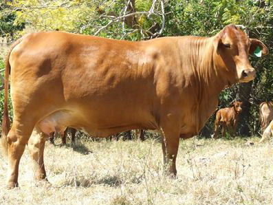 Karragarra Gena